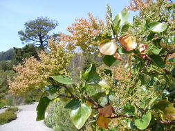 Imagem de Rumex lunaria L.