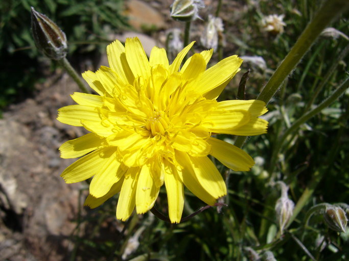 صورة Scorzonera cretica Willd.