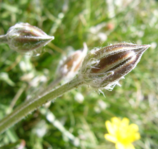 صورة Scorzonera cretica Willd.