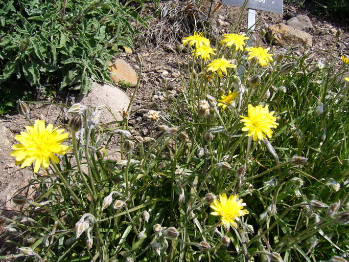 Image of Scorzonera cretica Willd.