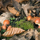 Image of Hypholoma lateritium (Schaeff.) P. Kumm. 1871