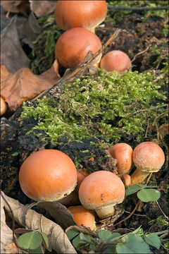 Image of Hypholoma lateritium (Schaeff.) P. Kumm. 1871