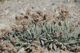 Image of compact phacelia