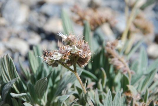 Image of compact phacelia