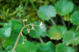 Image of wood saxifrage