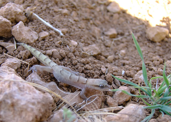 Слика од Microgecko helenae Nikolsky 1907