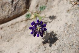 Imagem de Lupinus flavoculatus A. Heller