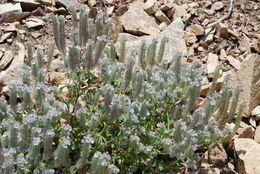 Phacelia cicutaria var. hispida (A. Gray) J. T. Howell resmi