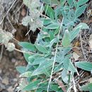 Phacelia imbricata Greene resmi