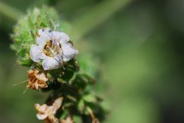 Image of branching phacelia