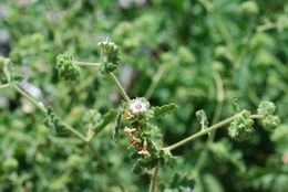 Image of branching phacelia