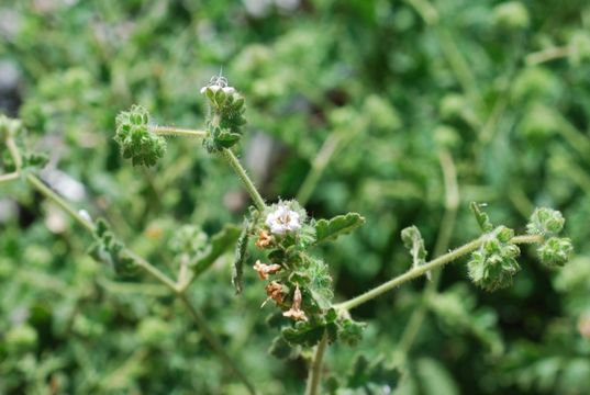 Imagem de Phacelia ramosissima Dougl. ex Lehm.