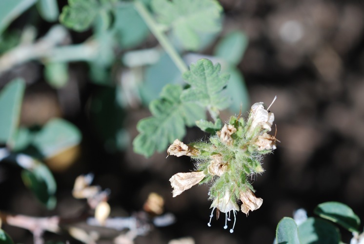 Image of branching phacelia