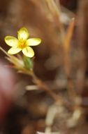 Image of bristly linanthus