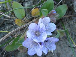 Phacelia divaricata A. Gray的圖片