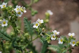 Image of shortlobe phacelia