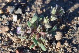 Image de Phacelia curvipes Torr. ex S. Wats.