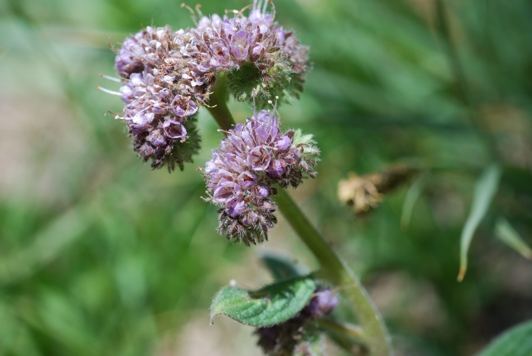 Phacelia mutabilis Greene的圖片