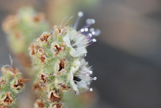 Imagem de Phacelia ramosissima Dougl. ex Lehm.