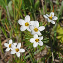 Image of Jepson's linanthus