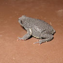 Image of Uruguay Redbelly Toad