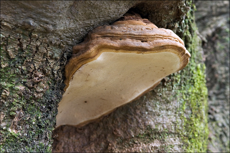 Image of Artist's fungus