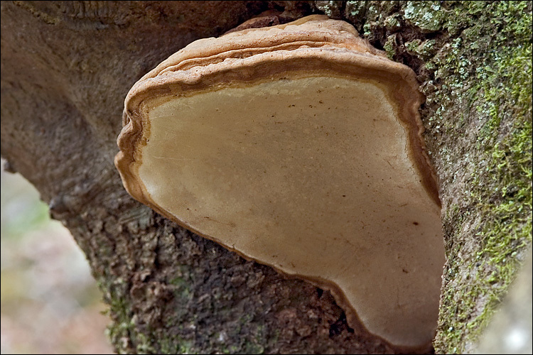 Image of Artist's fungus