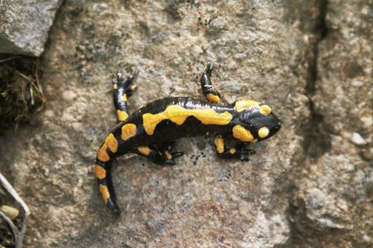 Image de salamandre tachetée