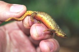 Image of Carpathian Newt