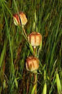 Image of Greenhorn adobe-lily