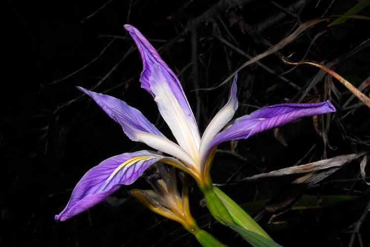 Image of Munz's iris