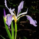 Image of Munz's iris