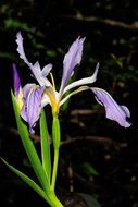 Image of Munz's iris