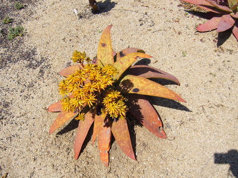 Image of Aloe buhrii Lavranos