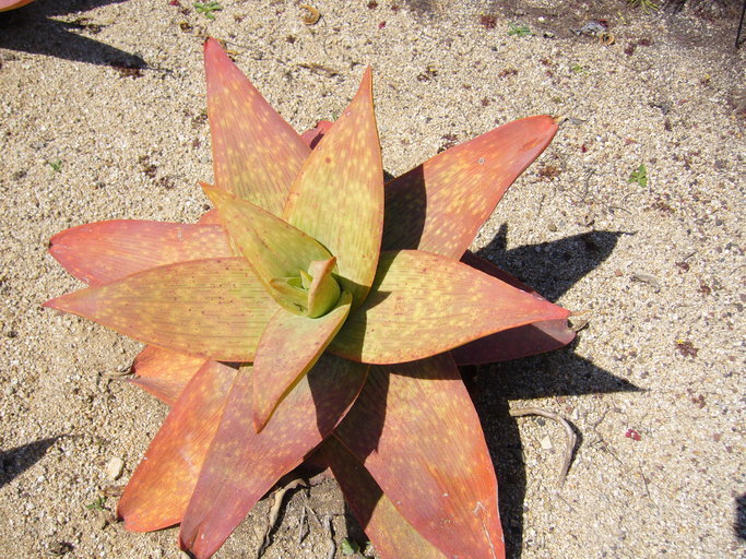 Image of Aloe buhrii Lavranos