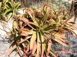 Image of Aloe vanbalenii Pillans