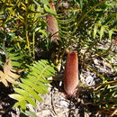 Image of Banksia blechnifolia F. Müll.