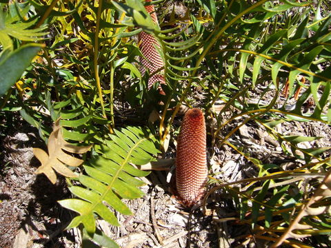 Image of Banksia blechnifolia F. Müll.