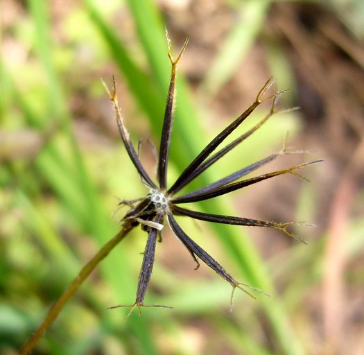 Image de Bidens pilosa L.