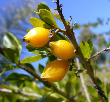 Image of <i>Duranta repens</i>