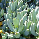 Image of <i>Senecio serpens</i>