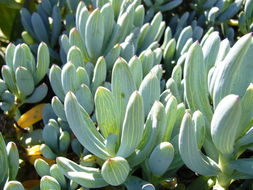 Image of <i>Senecio serpens</i>