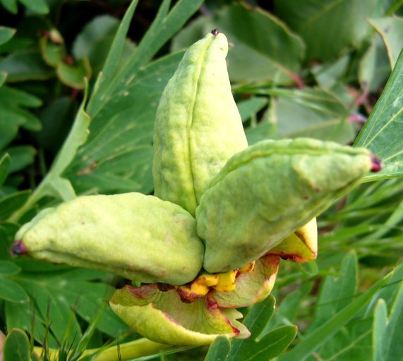 Sivun Paeonia californica Nutt. ex Torr. & Gray kuva