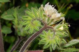 Image of Kaweah River phacelia