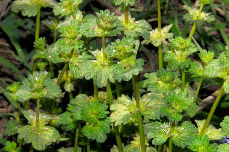 Image of common henbit