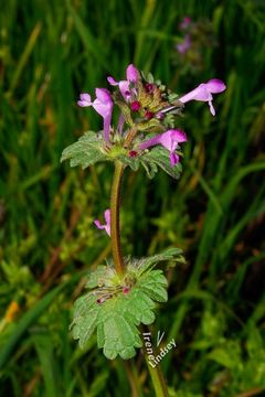 Image of common henbit