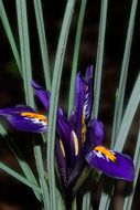 Plancia ëd Iris reticulata M. Bieb.