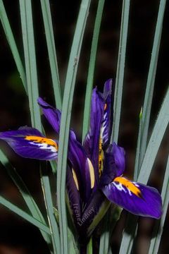 Image de Iris reticulata M. Bieb.