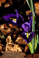 Plancia ëd Iris reticulata M. Bieb.