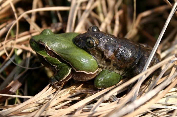 Image de pélobate brun